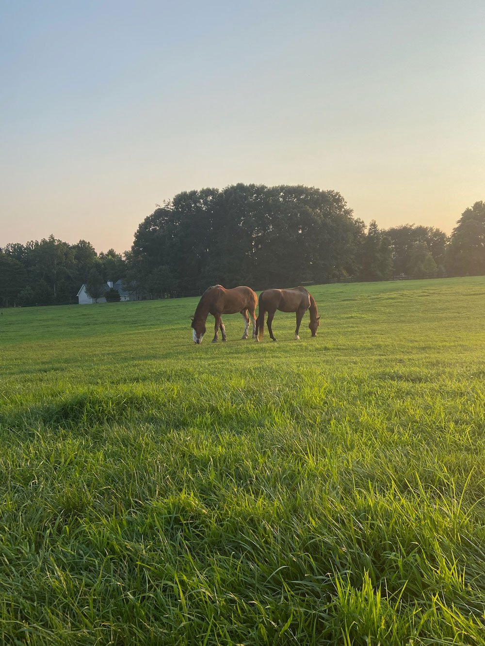 Canter-Hill-Stables-Pasture.jpg