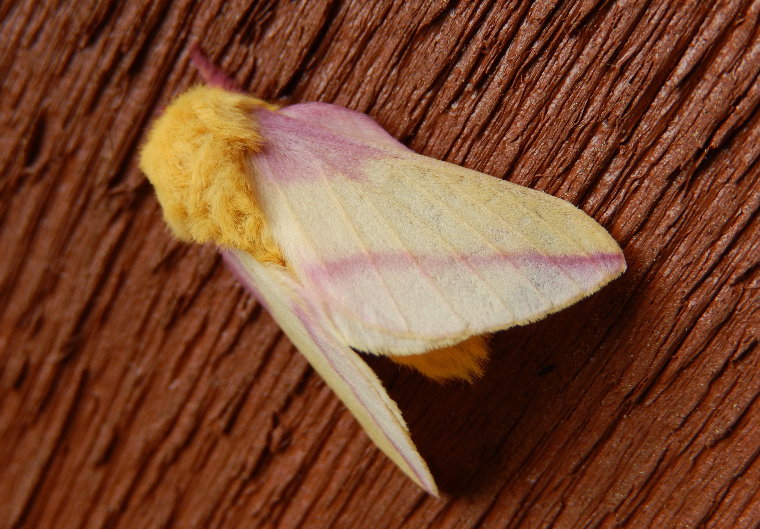 Rosy Maple Moth