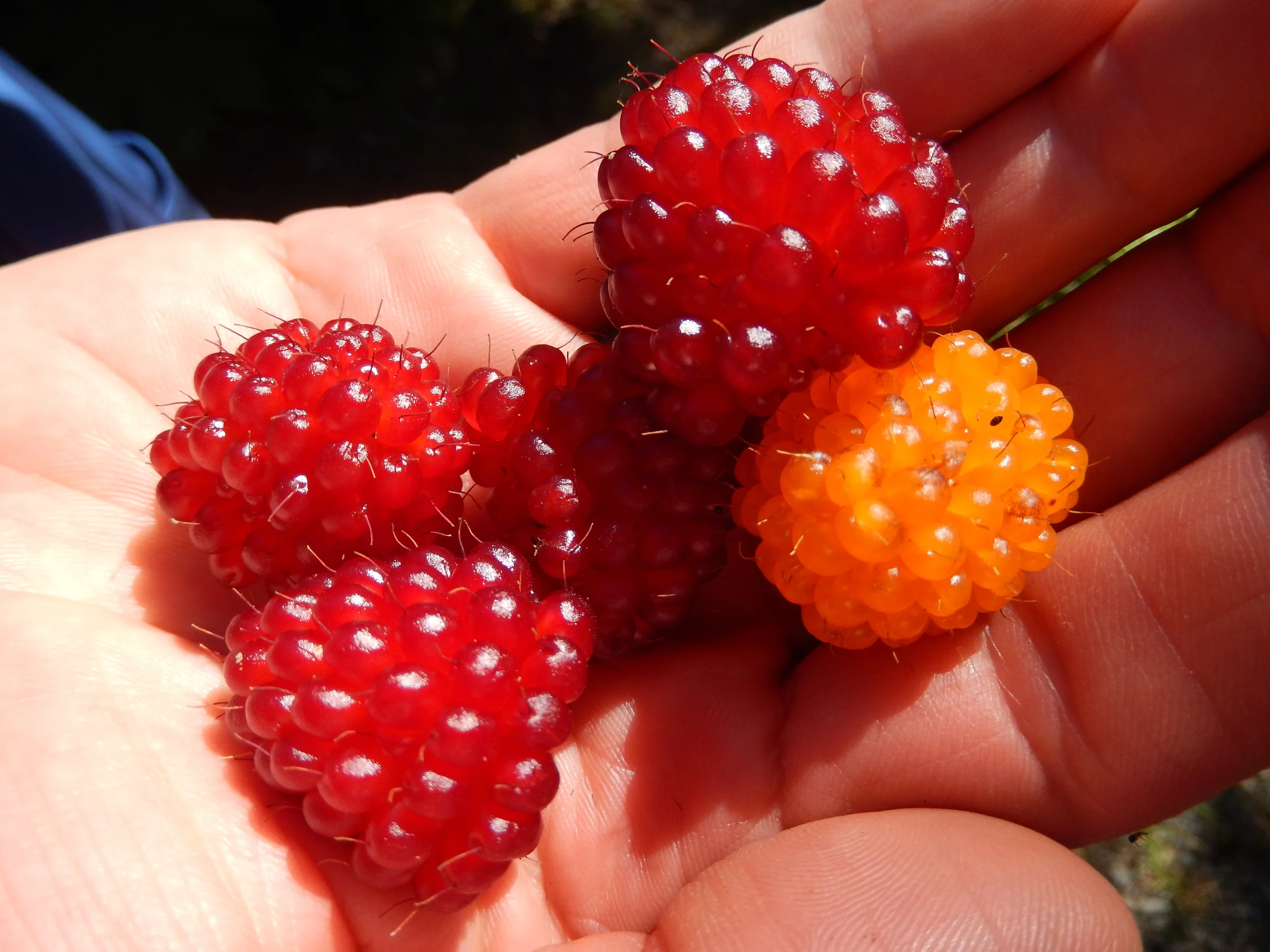 delicious Salmon berries all along the hiking trails!