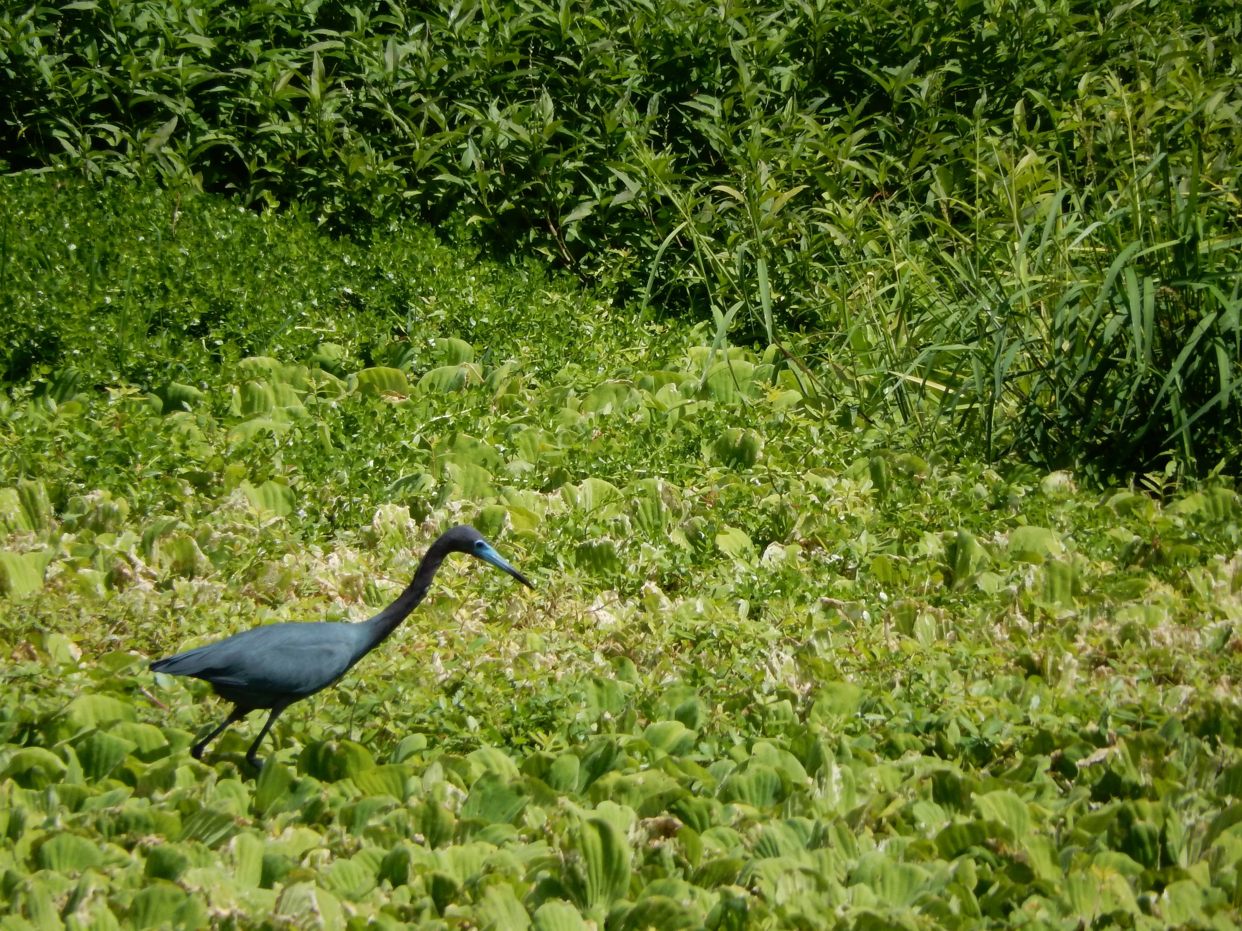 Little Blue Heron hunting for fish (or whatever it can grab)