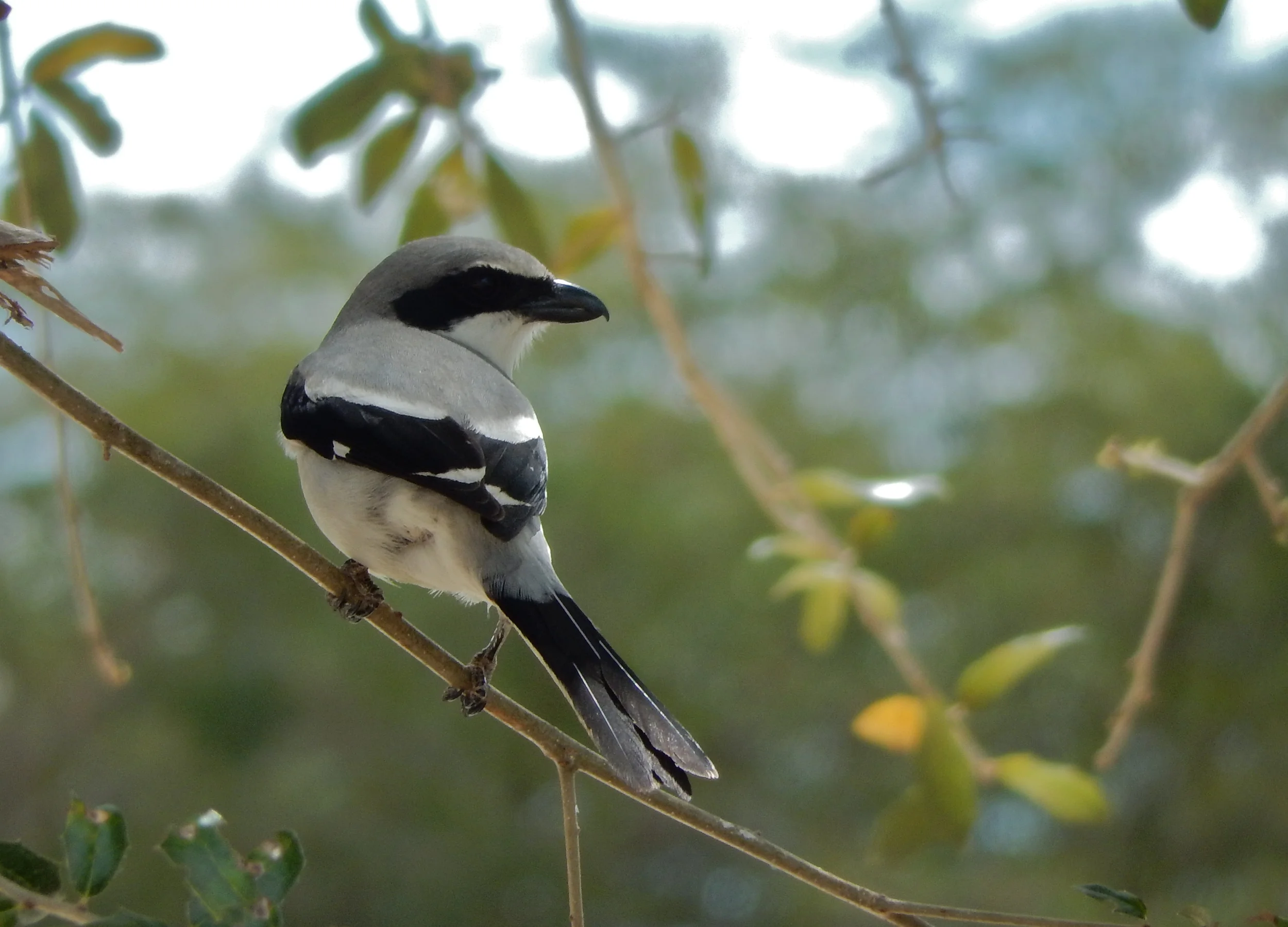 Always a special treat to see a Loggerhead Shrike!!