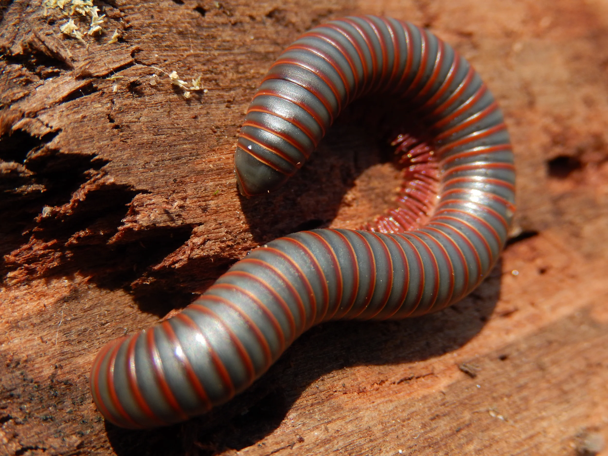 American Giant Millipede