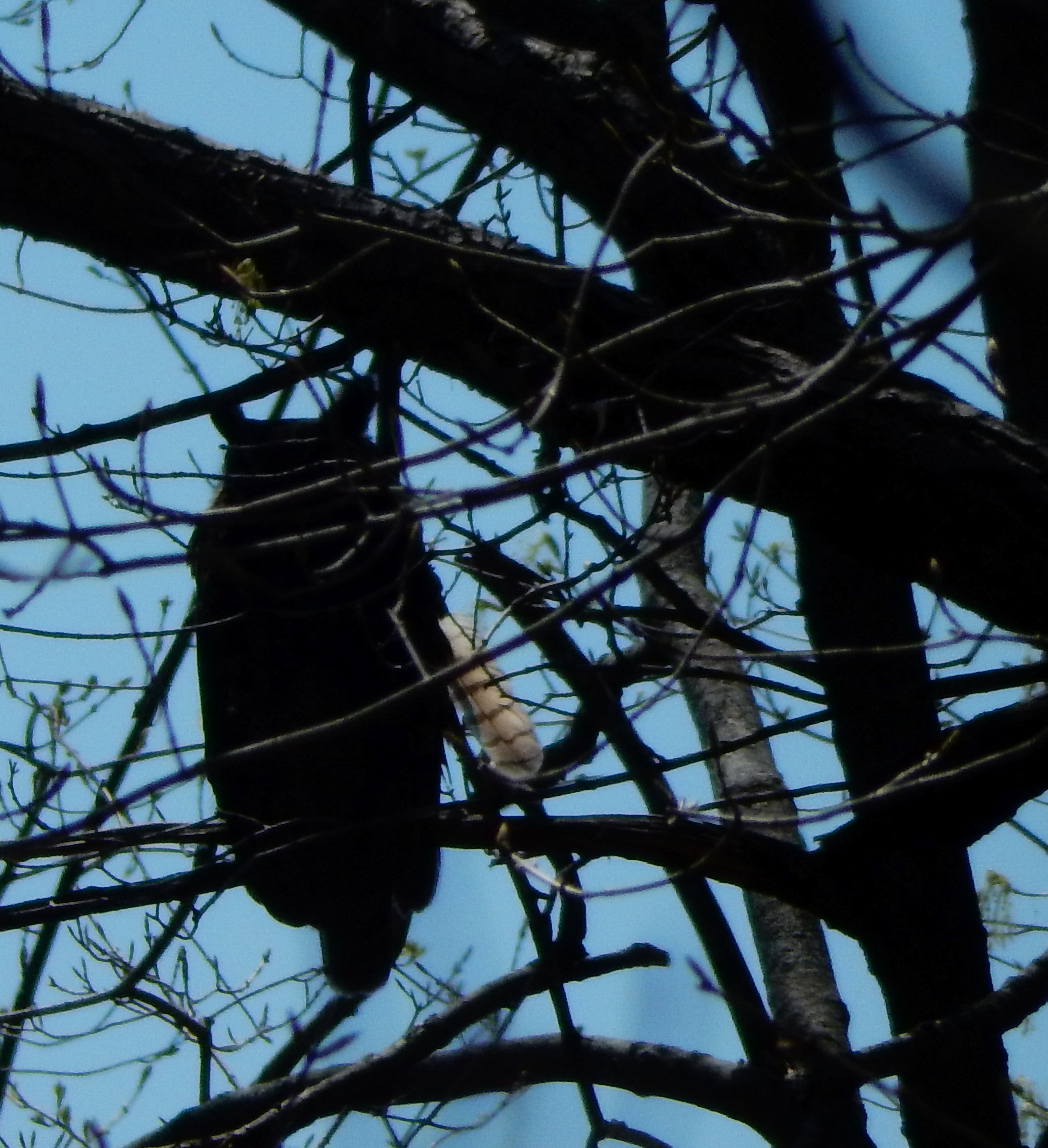 Great Horned Owl!!