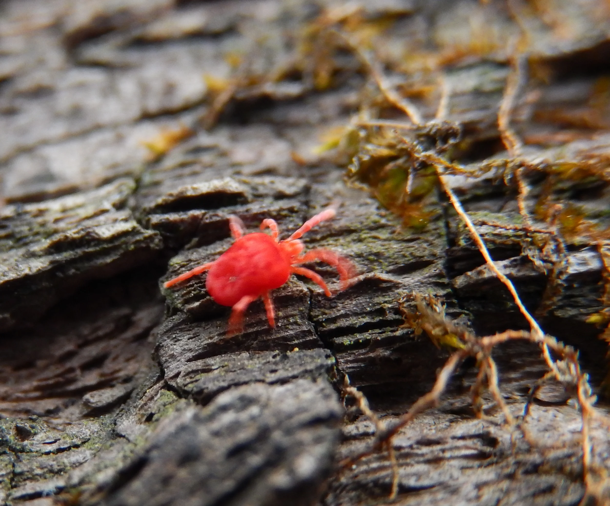 tiny Velvet Mites found in and under the damp logs (tiny but on the move (blurry))