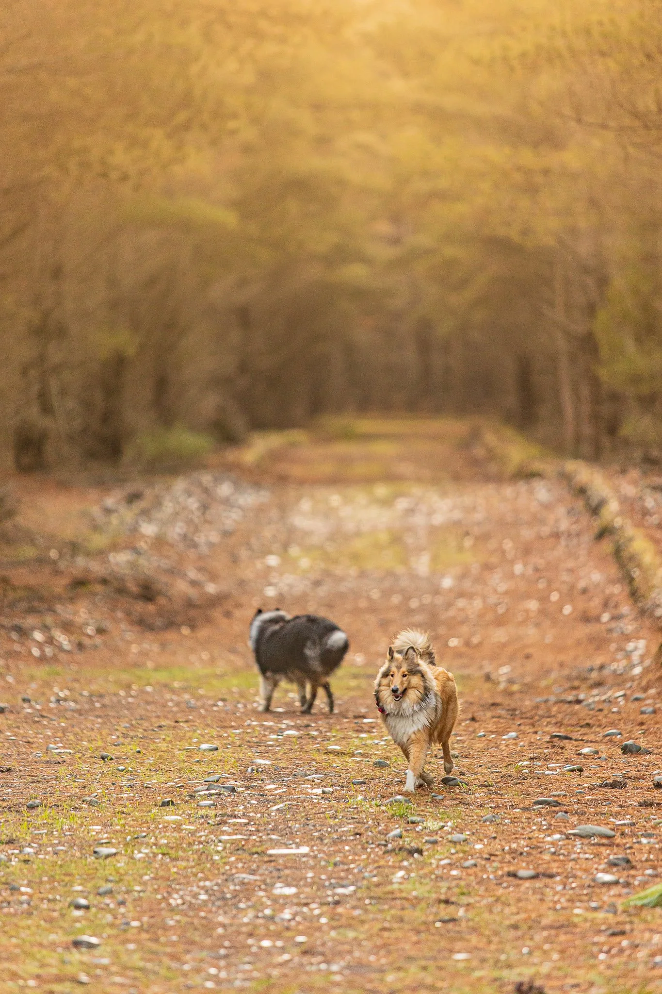 220626 - West Melton Forrest 22.jpg