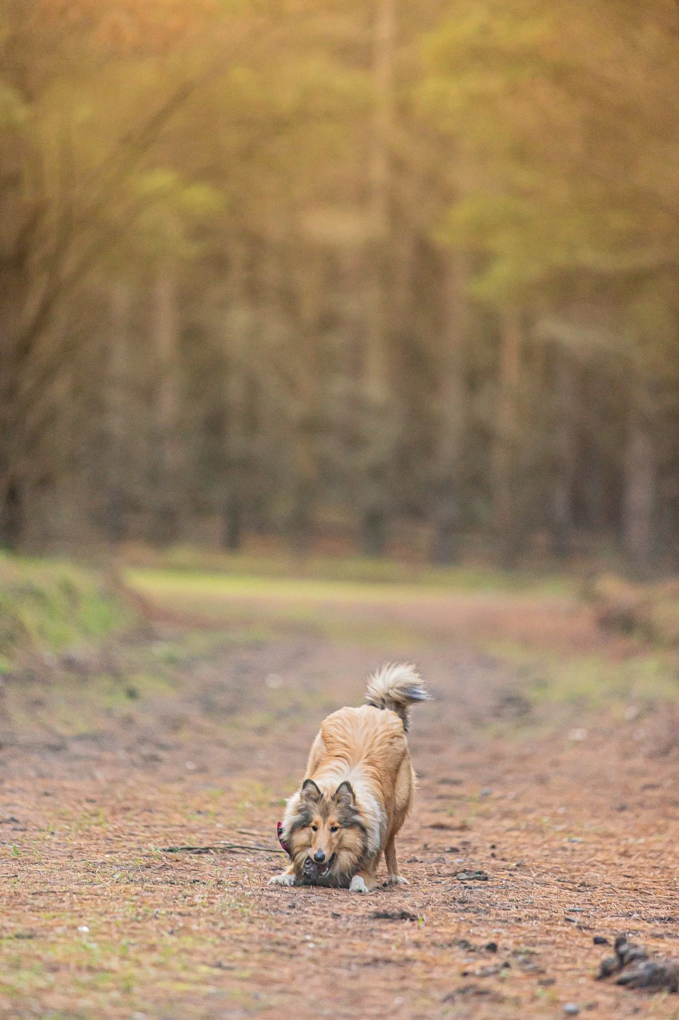 220626 - West Melton Forrest 29.jpg
