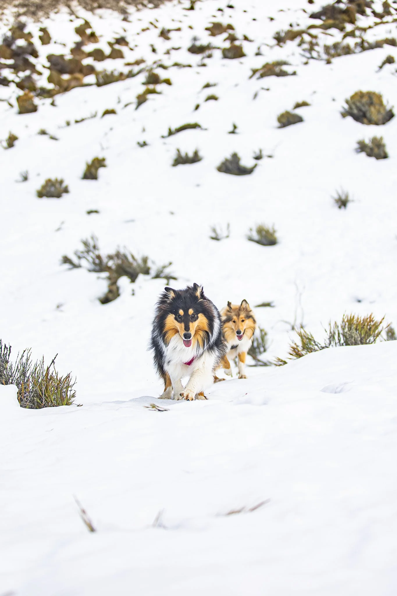 220625 - SnowDogs17.jpg
