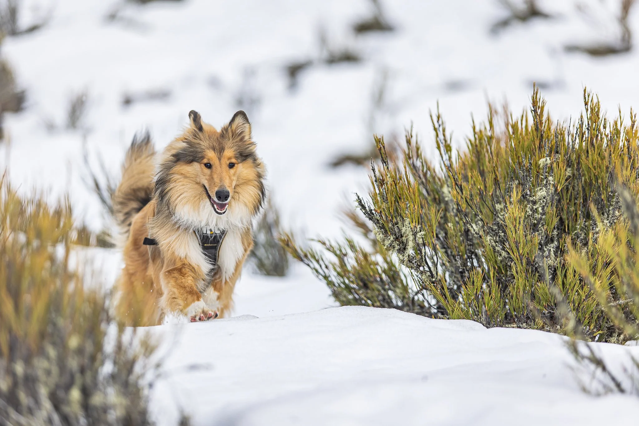 220625 - SnowDogs18.jpg