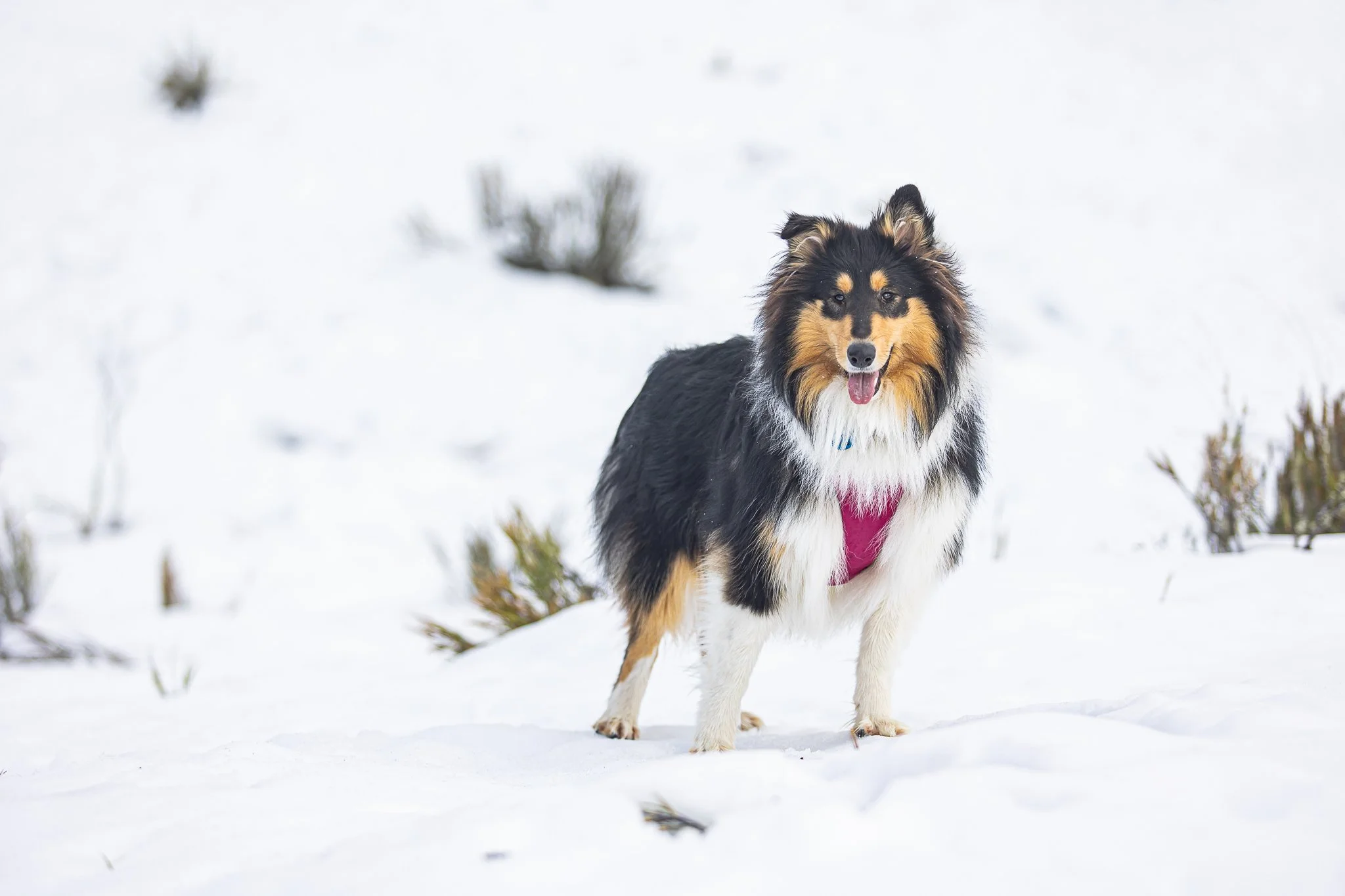 220625 - SnowDogs20.jpg