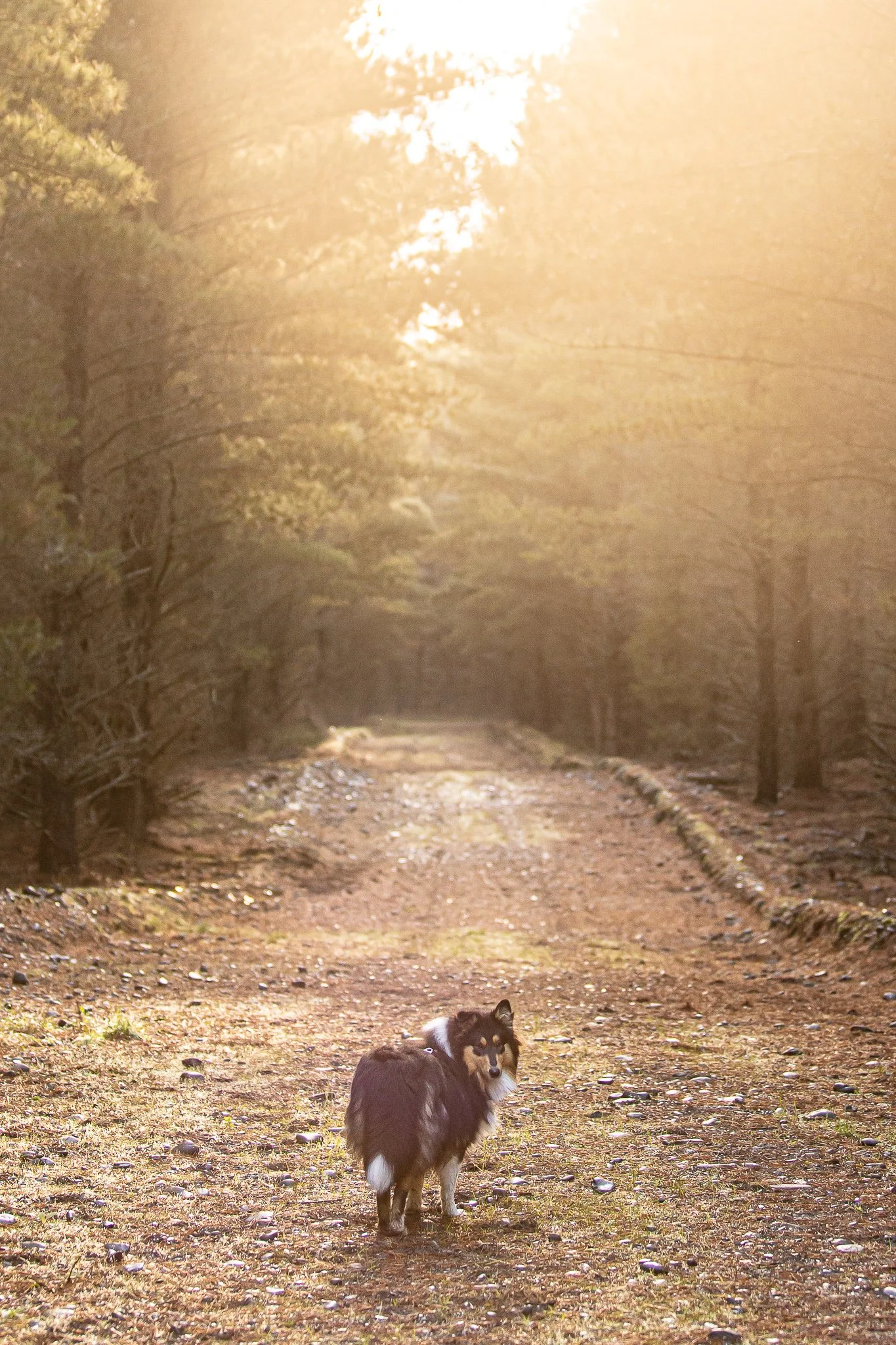 220624 - West Melton Forrest 12.jpg