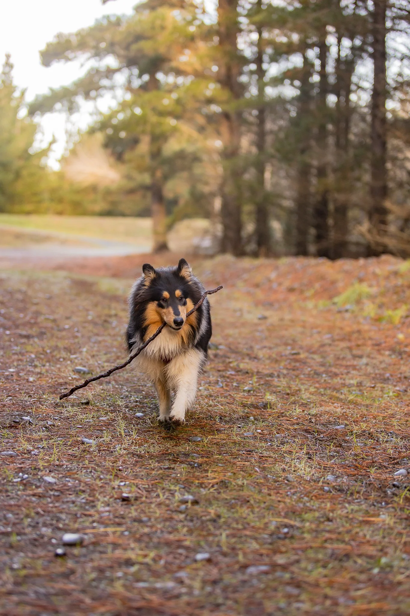 220624 - West Melton Forrest 14.jpg