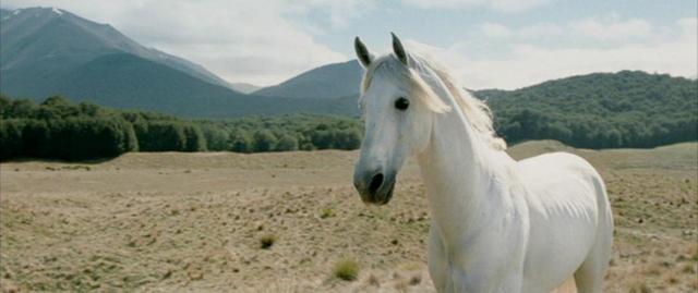 Shadowfax from the Lord of the Rings Trilogy.