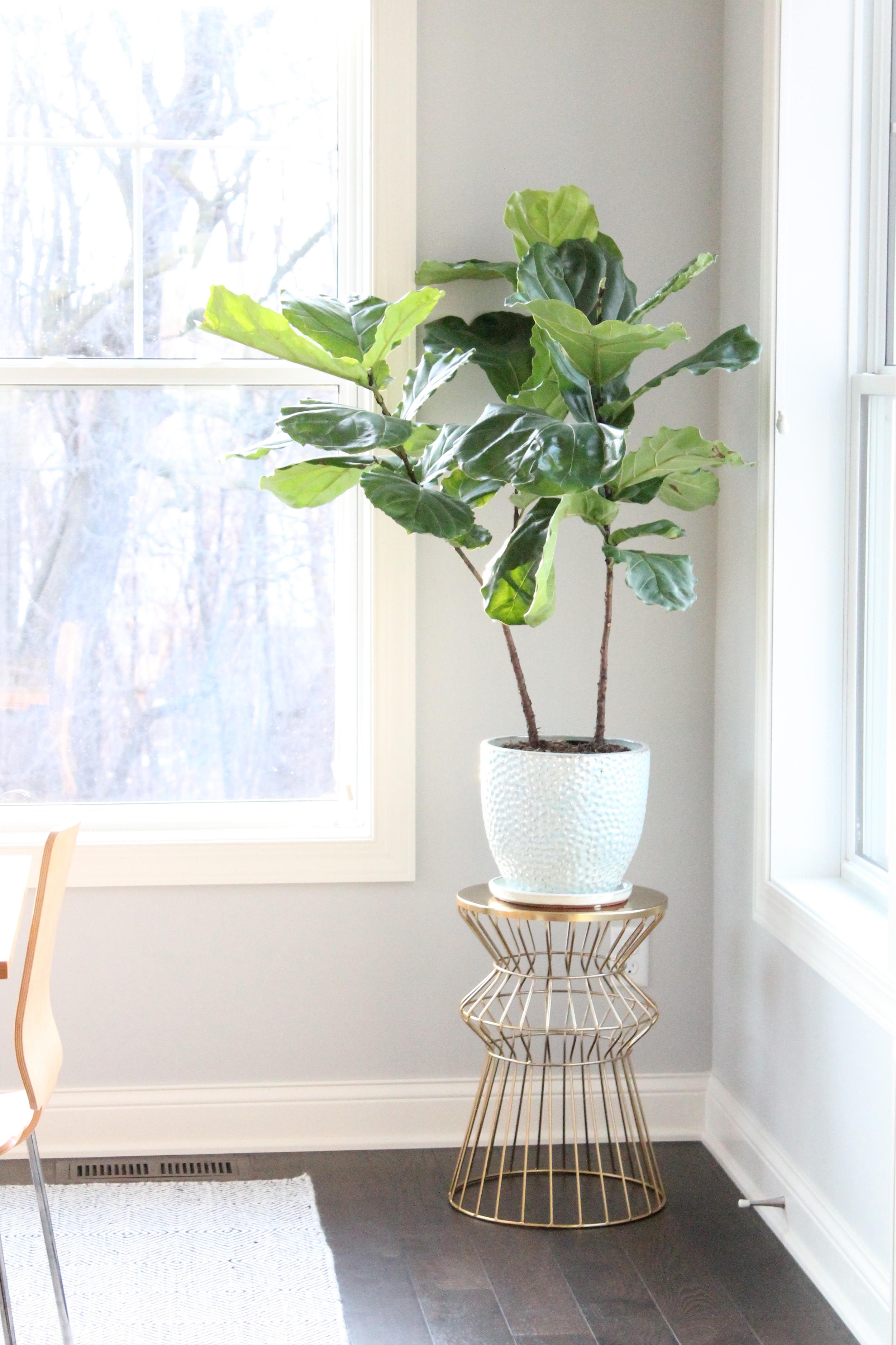 Fiddly Fig plant on Gold plant stand. I love the life that it adds to this sunny breakfast nook.