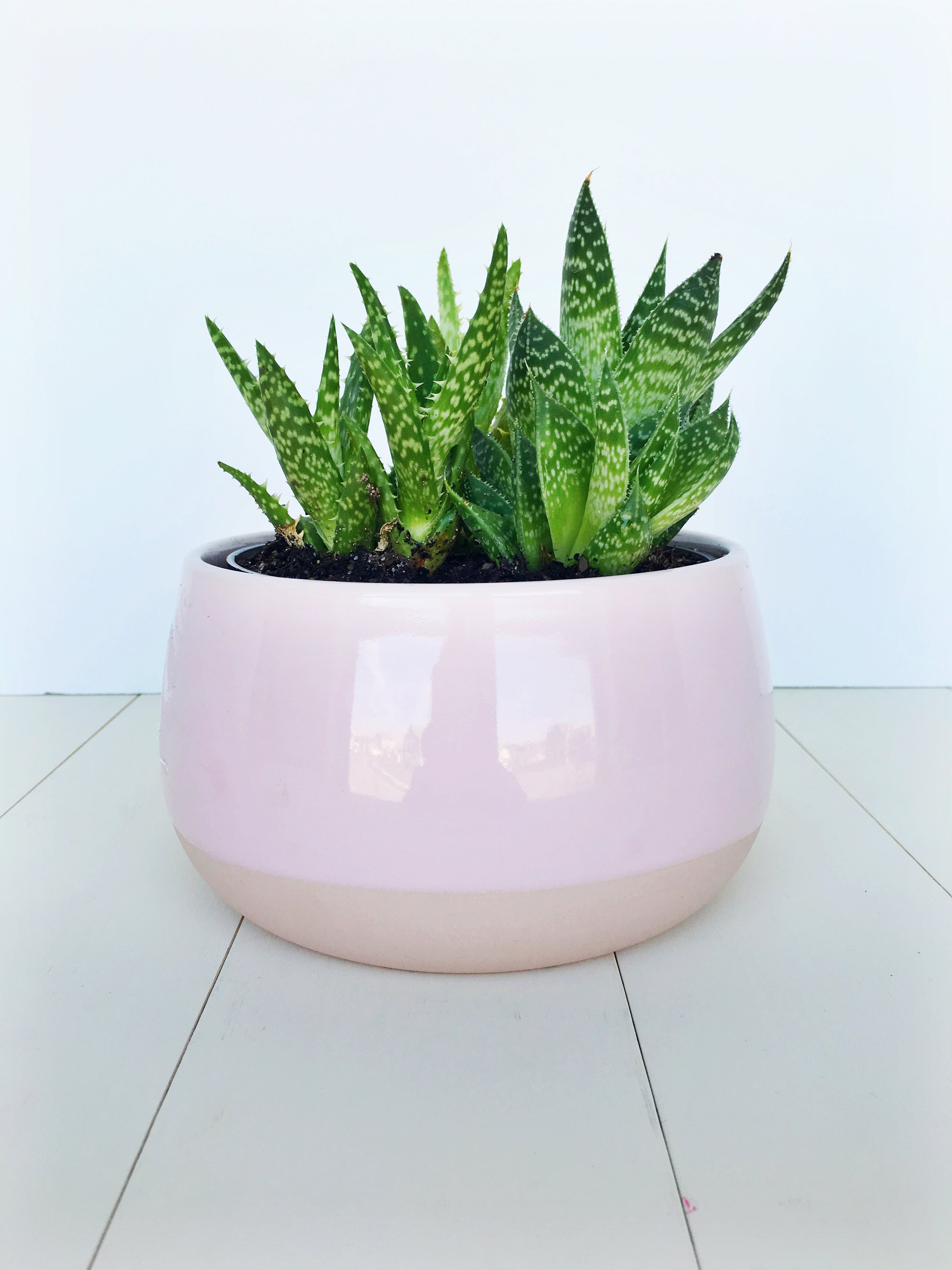Pretty little plant from Ikea with a pink pot