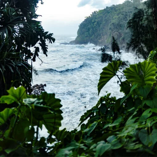 Lost in the jungle? Let go of the mess!
