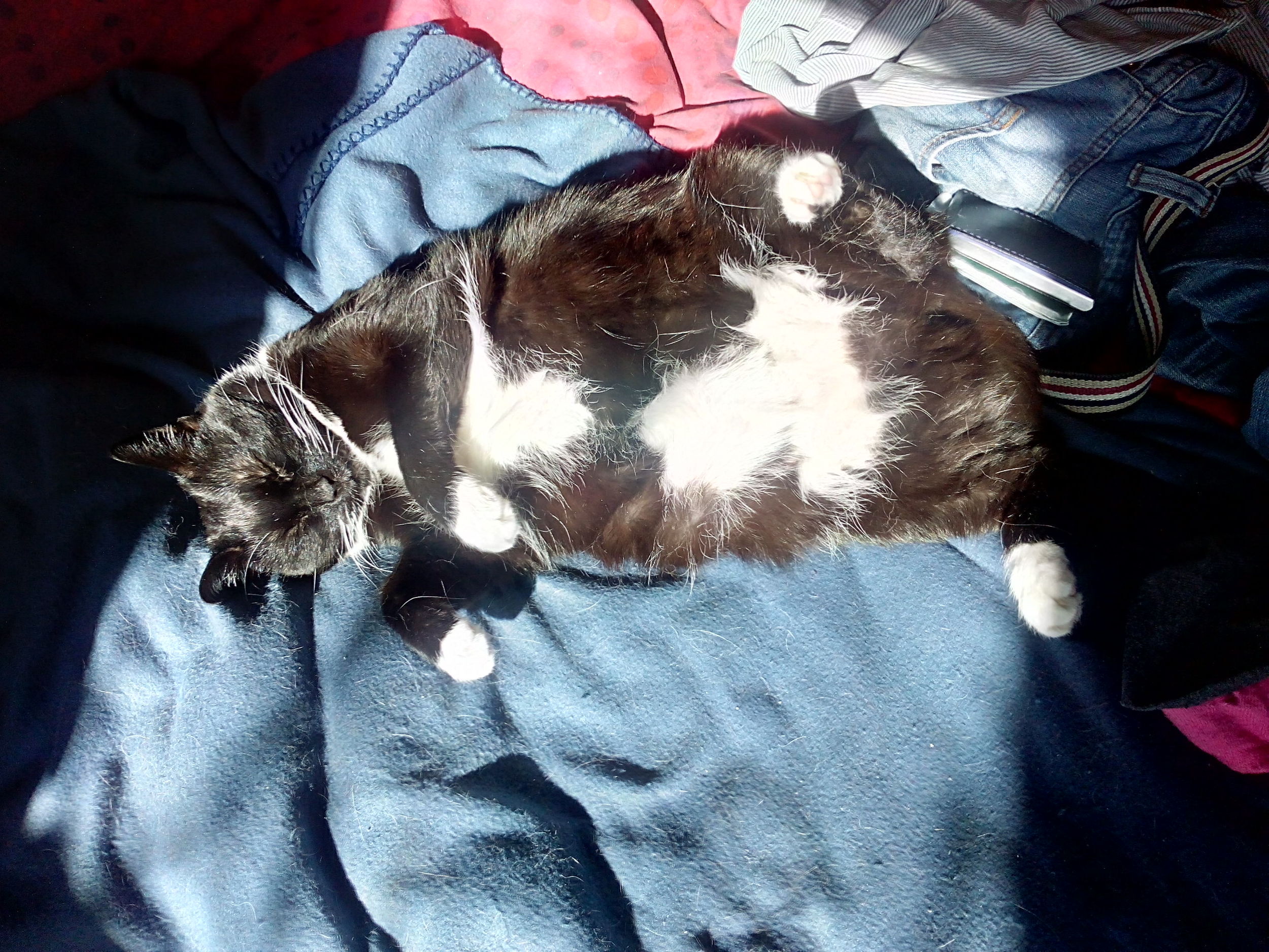 Sample cat picture taken with the Honor Holly
