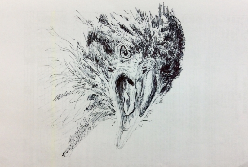 "Endeavour the Eagle" (2015)