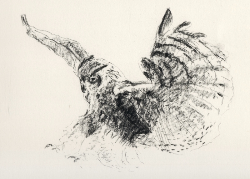 "Owl in Flight" (2015)