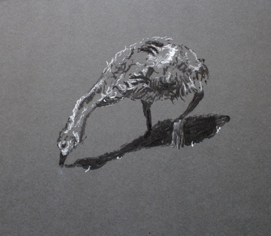 “Sketch of Jake’s Gosling” (Chalk and Charcoal on Board, 2015)