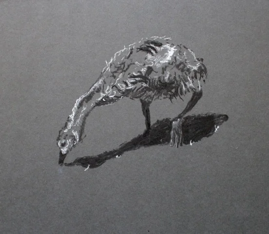 “Sketch of Jake’s Gosling” (Chalk and Charcoal on Board, 2015)