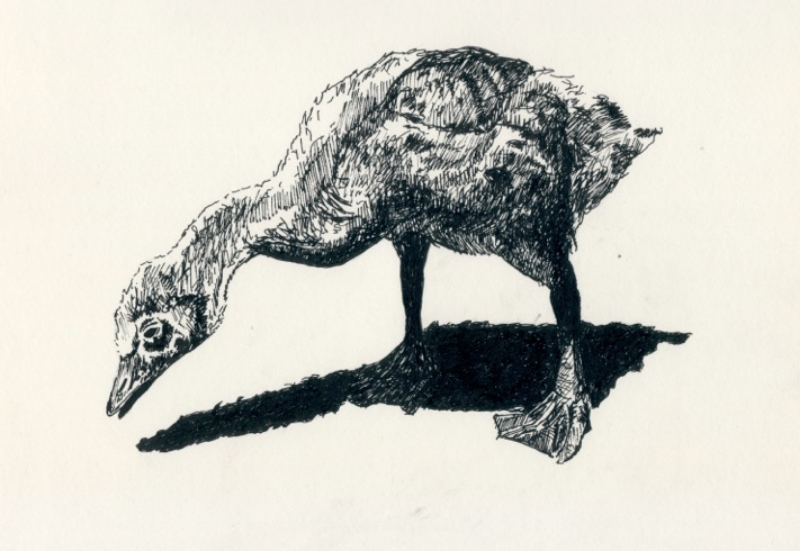 "Jake's Gosling" (2015)