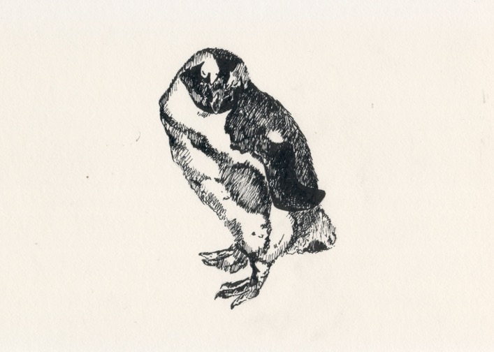 "Penguin revisited" (2015)