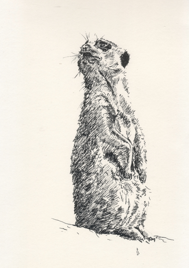 "Meerkat" (2015)