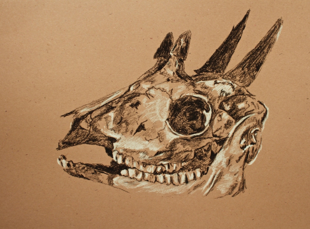 "Four-Horned Antelope Skull" (2015)