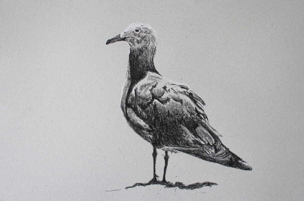 "Gull" (2015)
