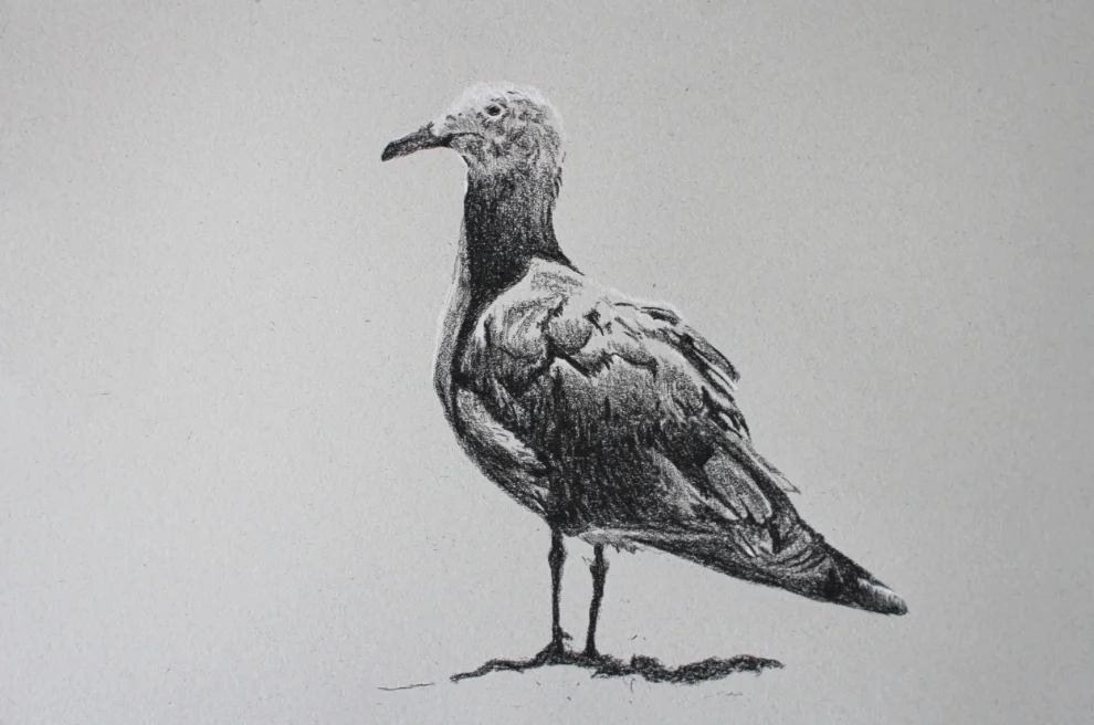 "Gull" (2015)