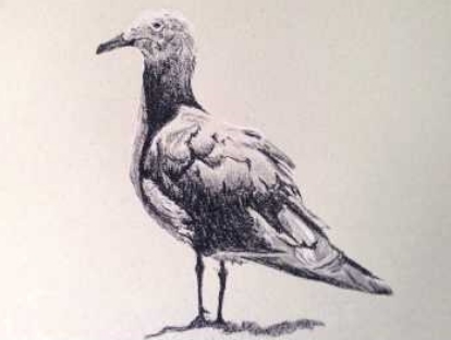 Timelapse of "Gull"
