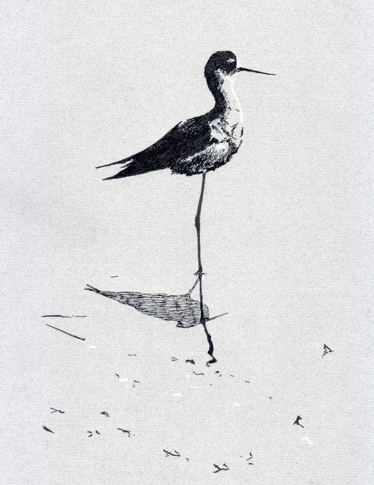 "Black-necked Stilt in the shallows" (2015)