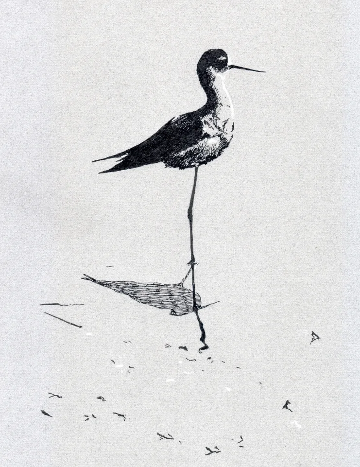 "Black-necked Stilt in the shallows" (2015)
