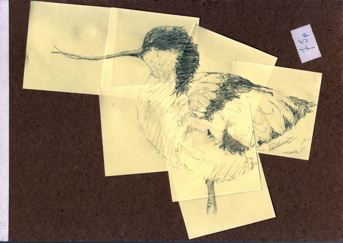 "Post-it Avocet Sketch: mounted on Grandpa's old Sketch-pad" (2015)