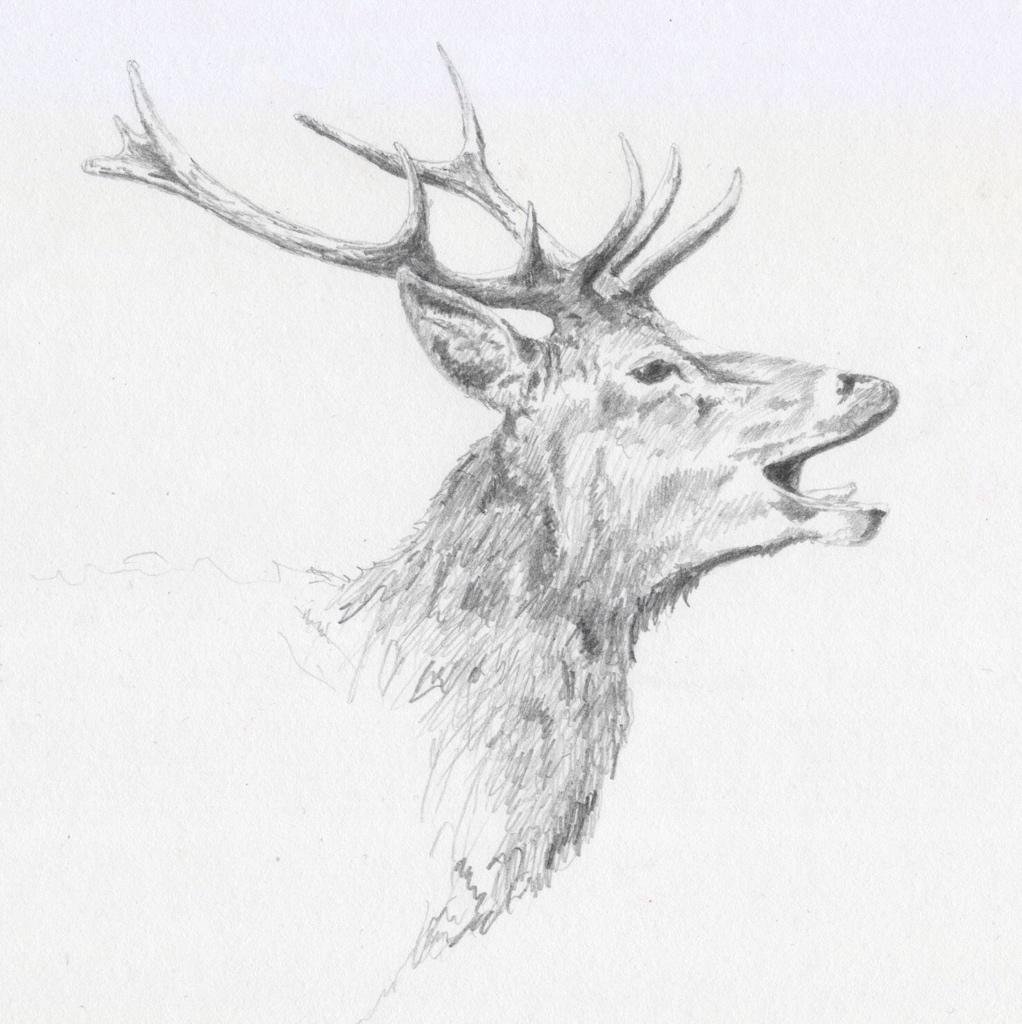 "Second study of Richmond Deer" (2015)