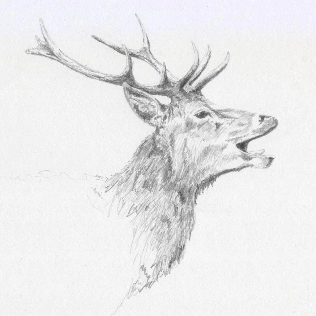 "Second study of Richmond Deer" (2015)