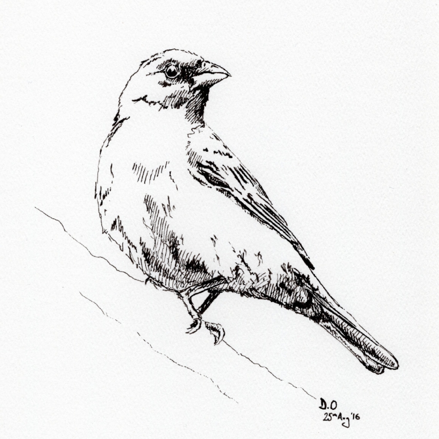 "Indigo Bunting #3" (2016)