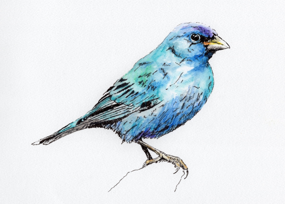 "Indigo Bunting #7" (2016)