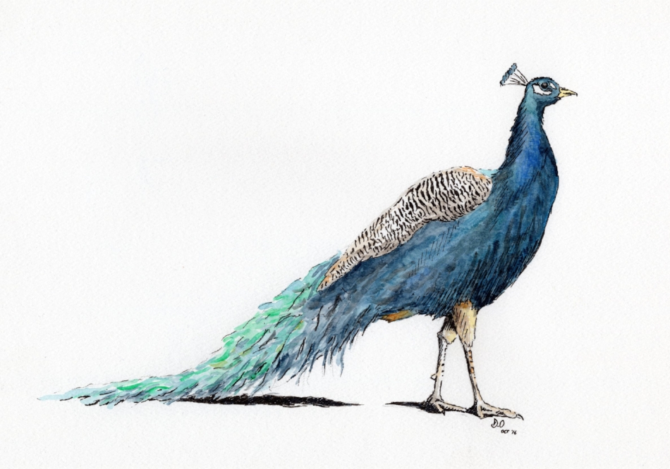 "F___'s Peacock" (2016)