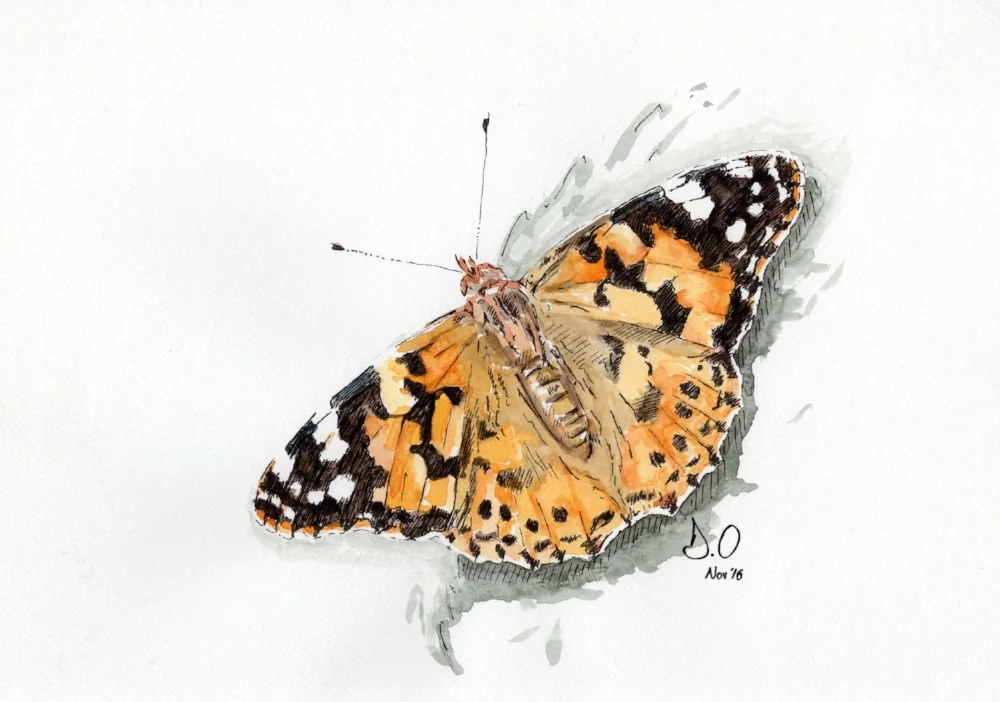 "Painted Lady" (2016)