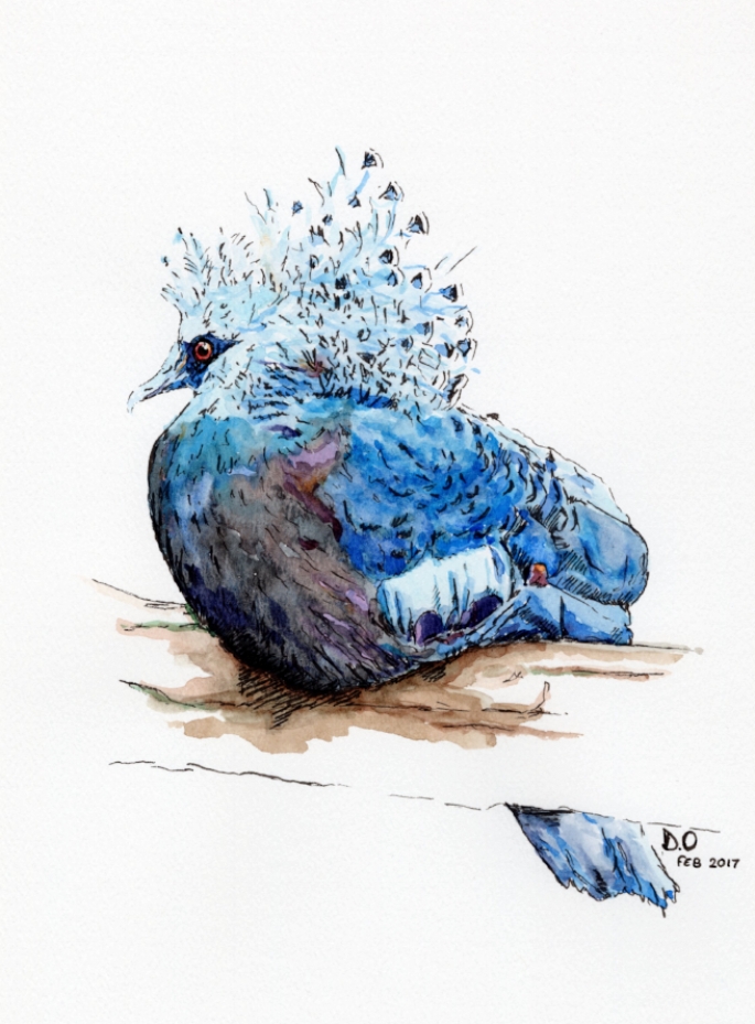 "Victoria Crowned Pigeon" (2016)