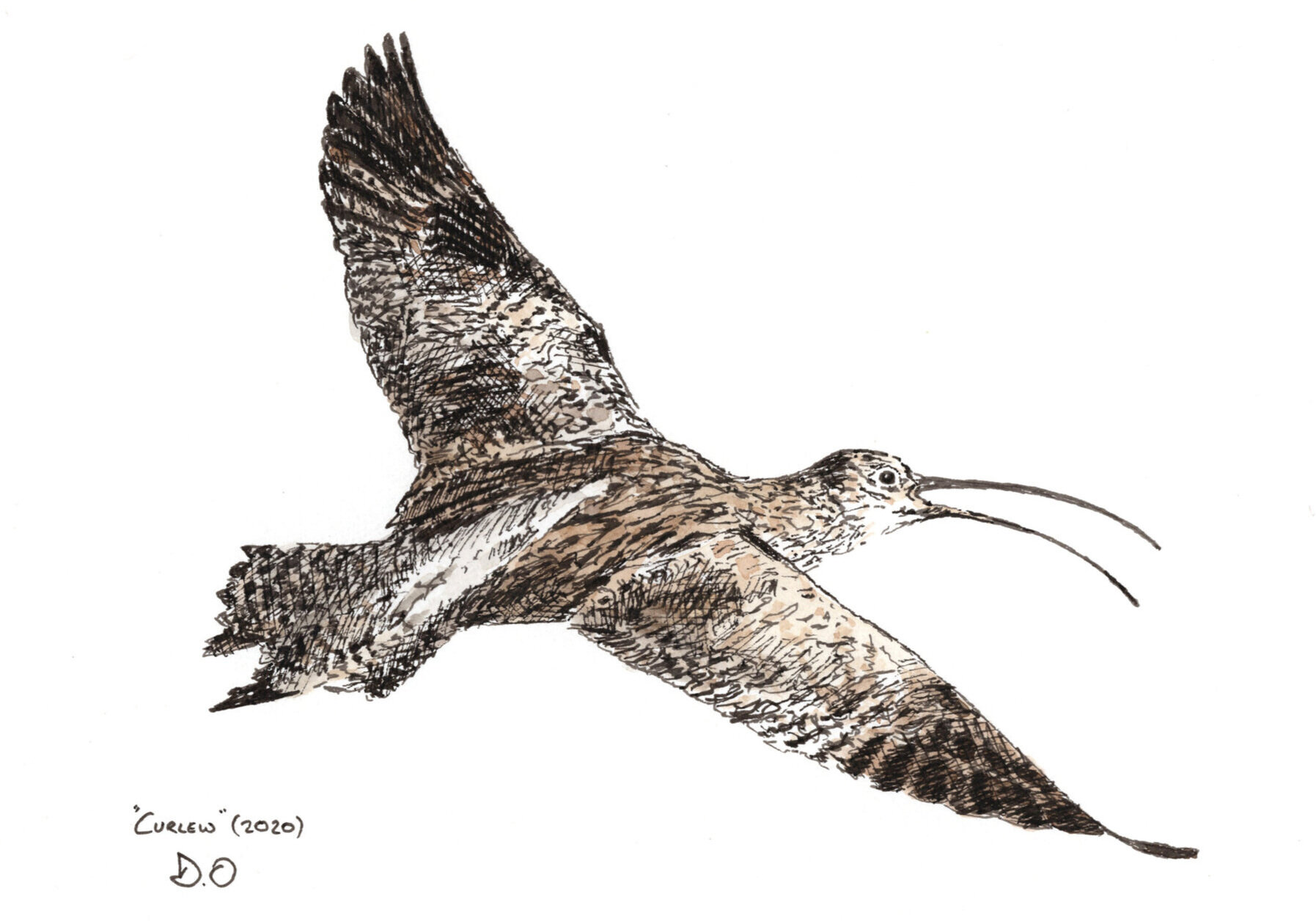 "Curlew" (2020)