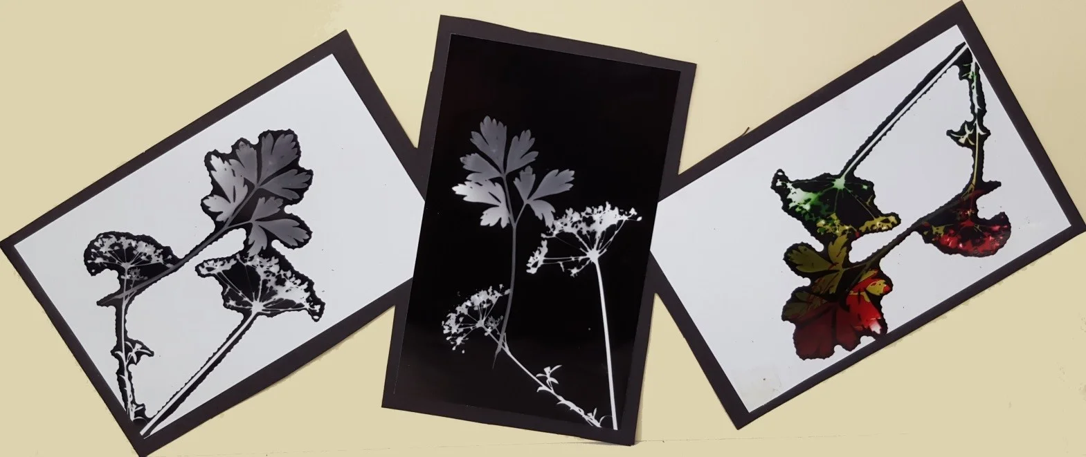 Photograms.jpg