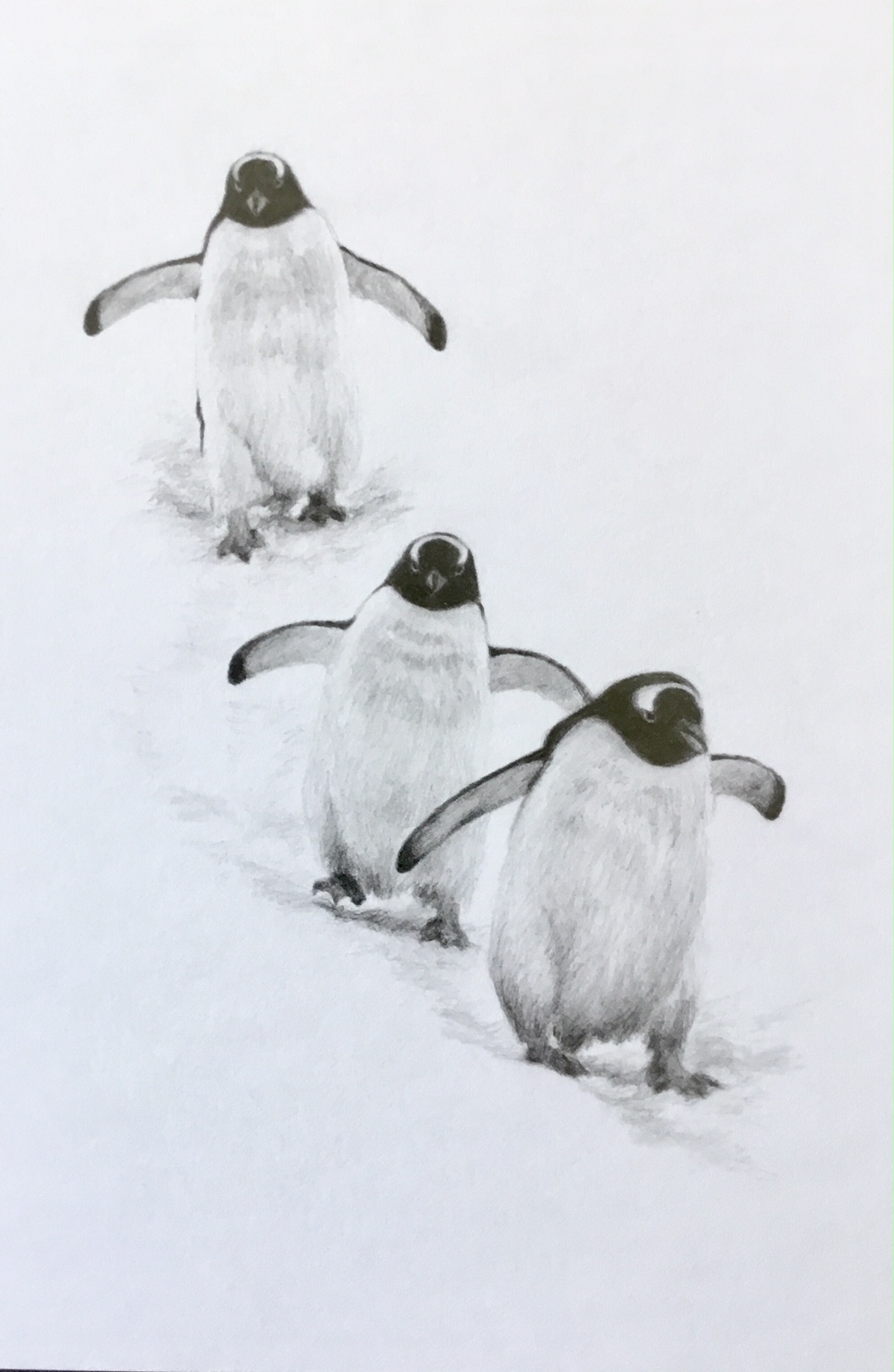 348 gentoo penguins Antartica.JPG