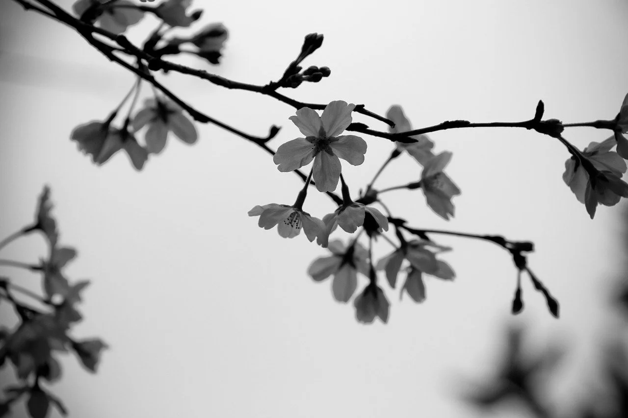 cherry-blossom-687020_1280.jpg