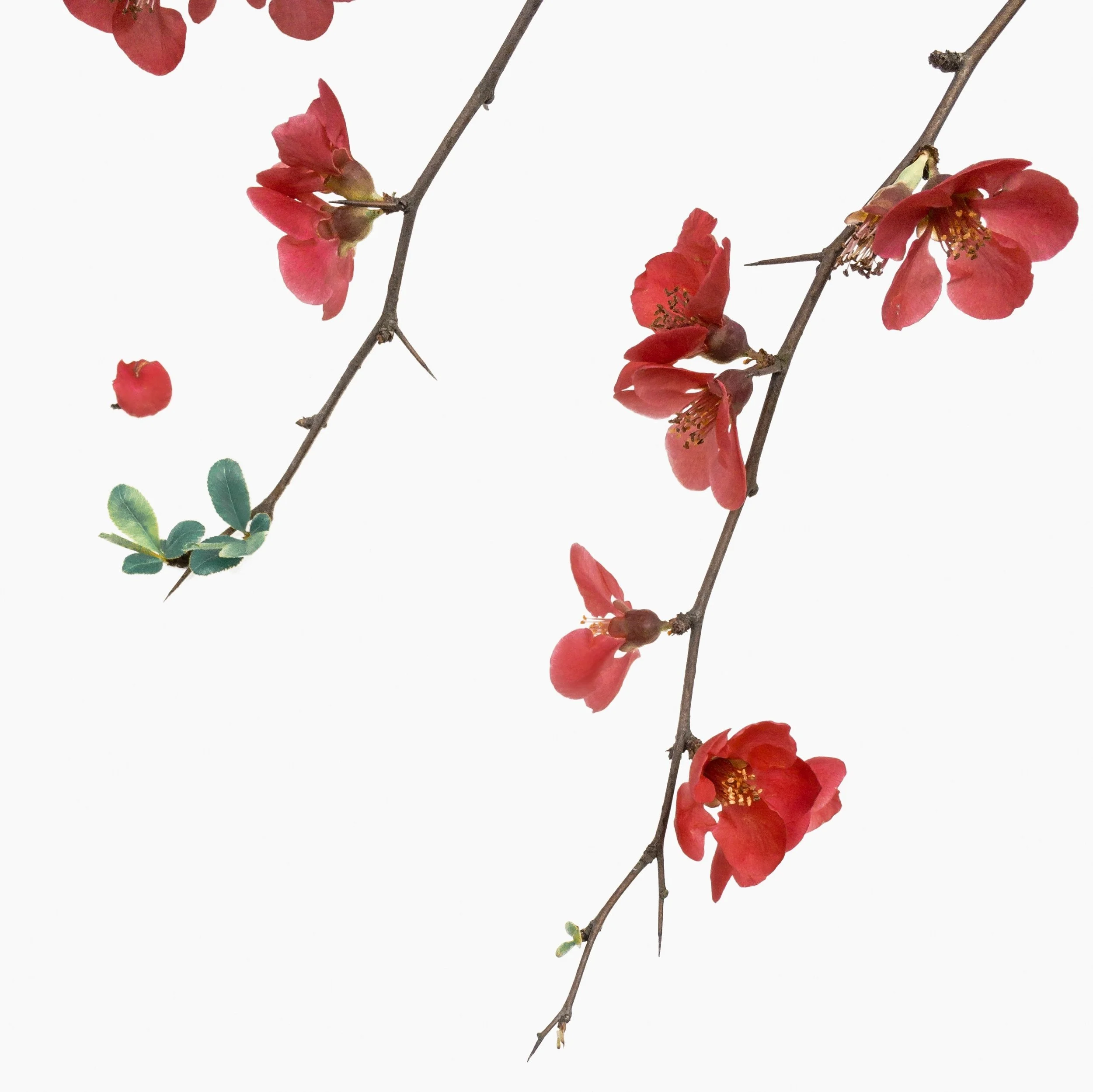 han-chenxu-543979 Anwendung.jpg