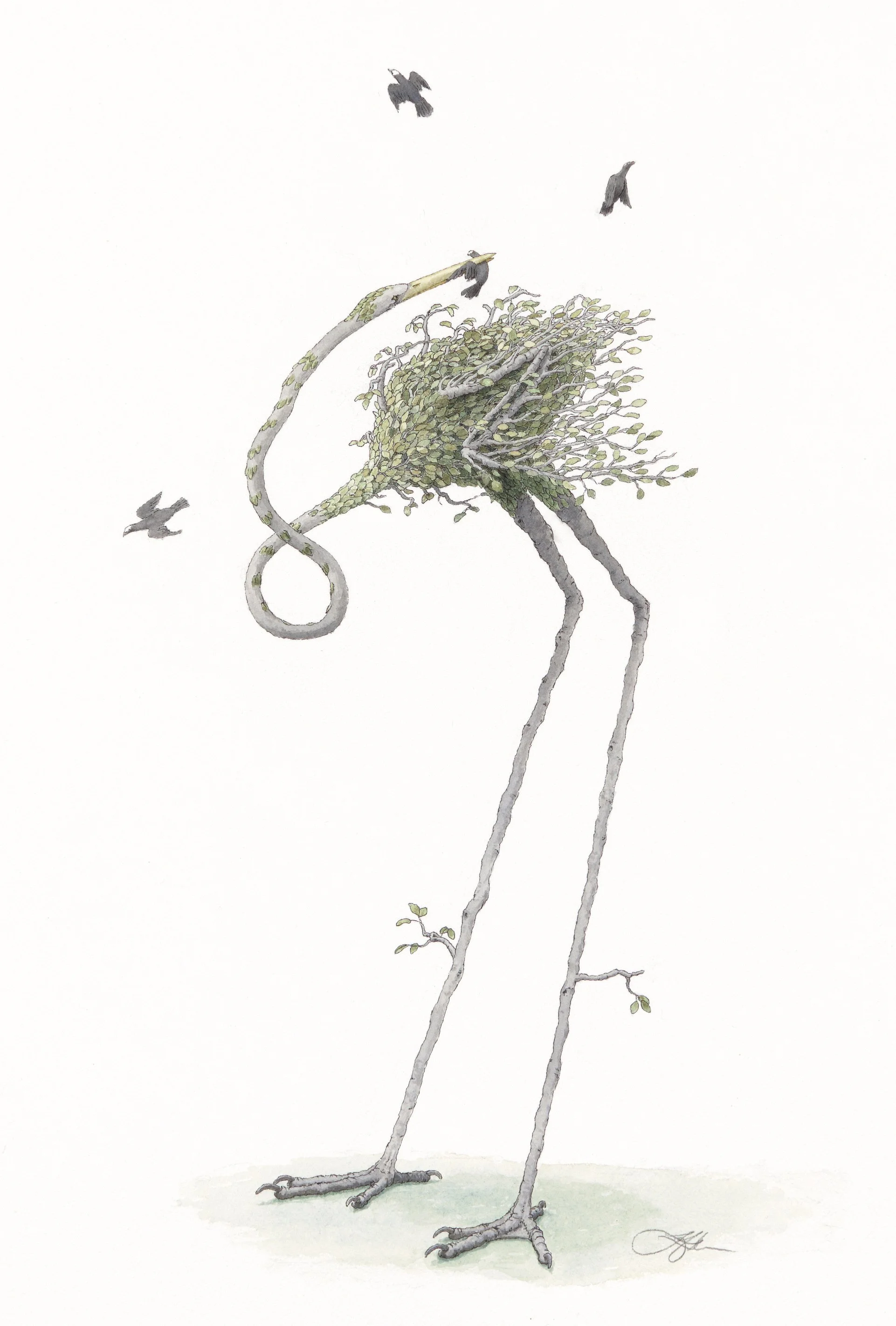 Ardea Rhizophora