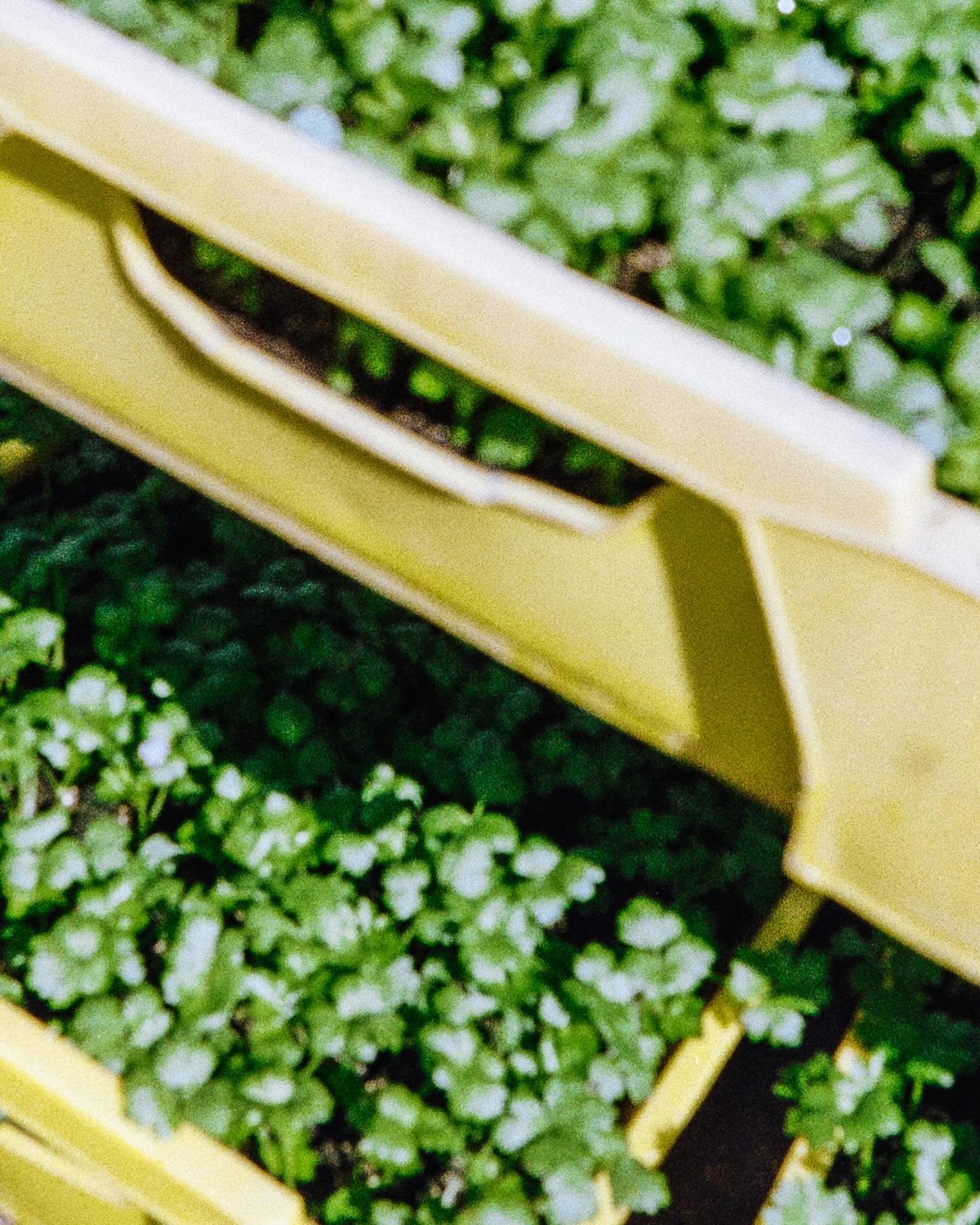THE CITY FARMERS

For four seasons, @amk.atelier and I will follow the journey of the Amsterdam vegetable farm &lsquo;De Stadsgroenteboer.&rsquo; Each season will be documented on film and through interviews, to learn about their work and see how it&
