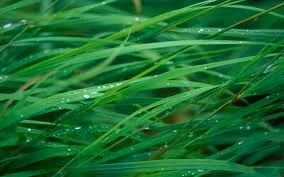 greenery.jpeg