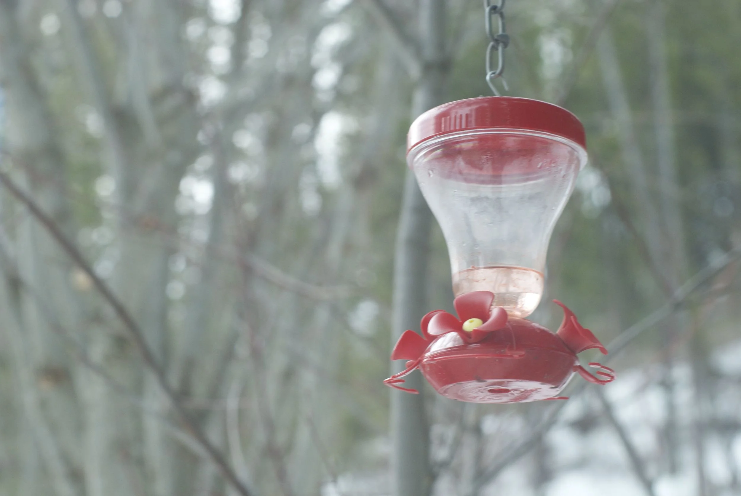 de(tales): the hummingbird feeder